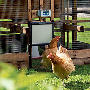 Chicken hatch for chicken houses - Chicken Guard